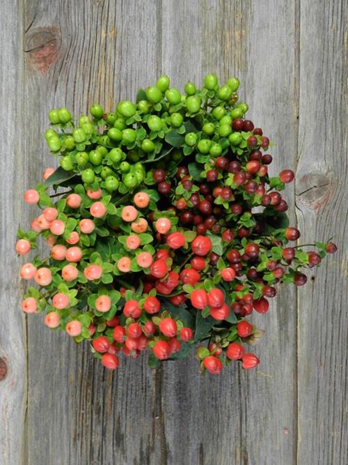 4 COLOR MIX W/  GREEN  ASSORTED HYPERICUM